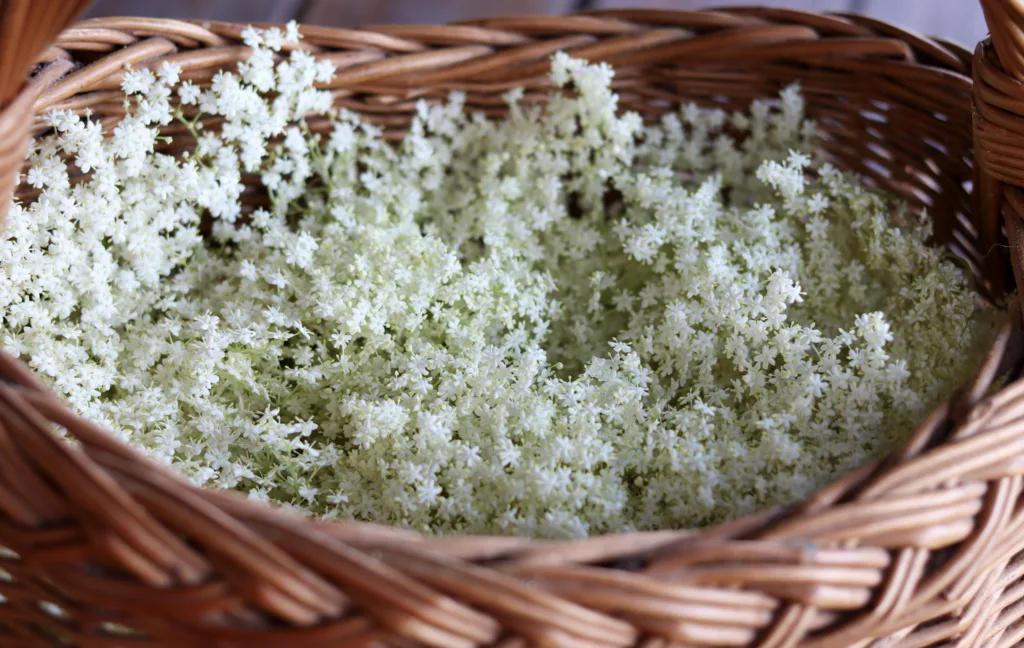 foraging elderflower tea
